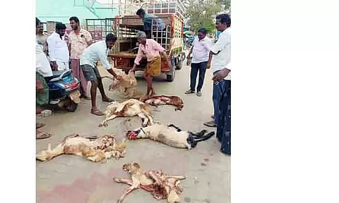 லாரி மோதி 7 ஆடுகள் பலி