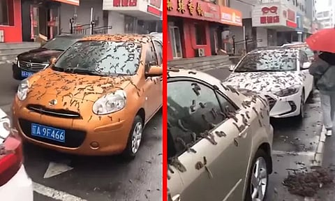 சீனாவின் தலைநகரில் பொழிந்த புழுமழை; வைரலான வீடியோ