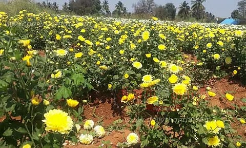 விளை நிலங்களுக்குள் மான், காட்டுப்பன்றிகள் வருவதை தடுக்க வேண்டும்