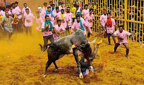 ஜல்லிக்கட்டில் 527 காளைகள் சீறிப்பாய்ந்தன