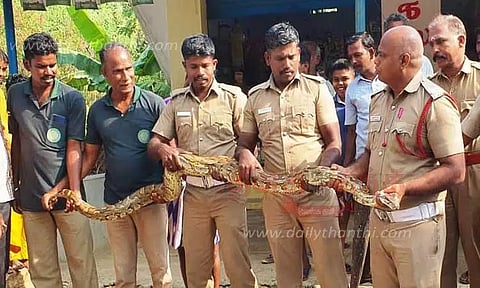 மலைப்பாம்பு பிடிபட்டது