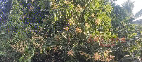 வேதாரண்யம் பகுதியில், பூத்துக்குலுங்கும் மாமரங்கள்