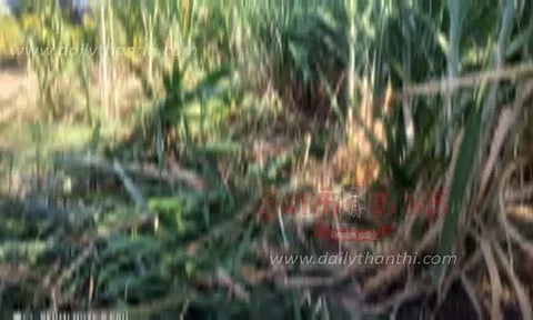 தாளவாடி அருகே தோட்டத்துக்குள் புகுந்து யானைகள் அட்டகாசம்