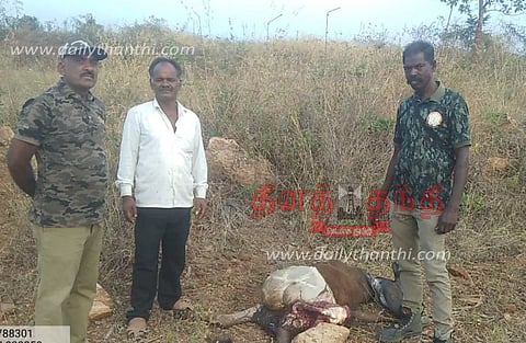 தாளவாடி அருகே புலி தாக்கி பசு மாடு பலி