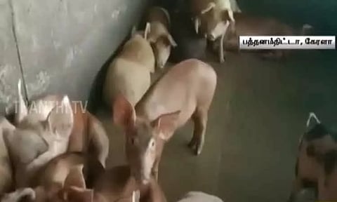 கேரளா: பத்தனம்திட்டாவில் காய்ச்சல் பரவல் உறுதி - பன்றி இறைச்சி விற்பனைக்கு தடை