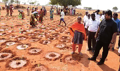 12¾ லட்சம் மரக்கன்றுகள் நடவு