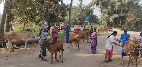கோமாரி நோய் தடுப்பூசி முகாம்