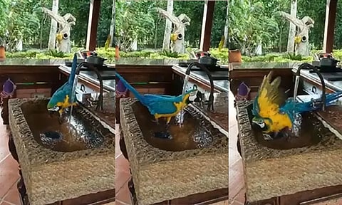 குழாயை அழகாக திறந்து விட்டு, குட்டி குளியல் போட்ட கிளி; வைரலான வீடியோ