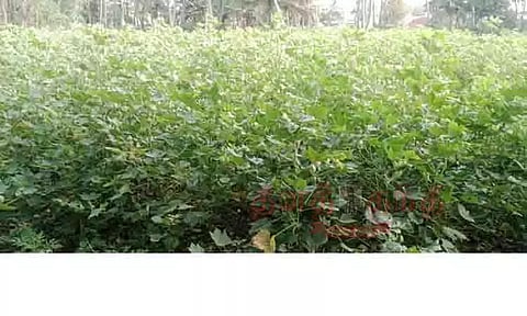 போதிய விலை கிடைக்காததால் பருத்தி விவசாயிகள் கவலை