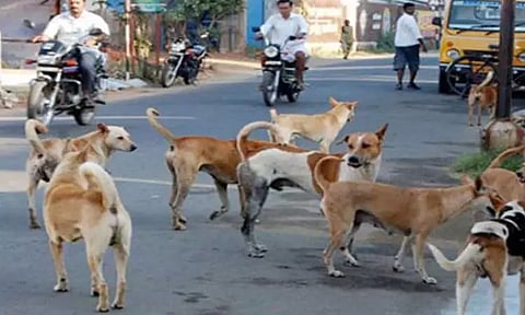 தெருநாய்கள் தொல்லைக்கு தீர்வு காணவேண்டும் - பிரதமர் மோடிக்கு கார்த்தி சிதம்பரம் கடிதம்