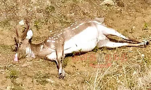 வாகனம் மோதி மான் சாவு