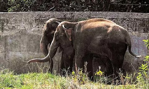 அசாம் மாநிலத்தில் கடந்த 12 ஆண்டுகளில் 1,300 யானைகள் உயிரிழப்பு