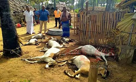 மின்னல் தாக்கி 8 ஆடுகள் பலி