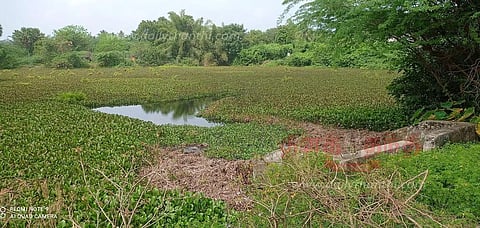 தாமரை குளத்தை ஆக்கிரமித்துள்ள வெங்காயத்தாமரை செடிகள் அகற்றப்படுமா?
