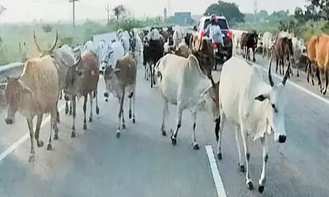 பூந்தமல்லி- அரக்கோணம் சாலையில் கால்நடைகளால் விபத்து ஏற்படும் அபாயம்; நடவடிக்கை எடுக்க வாகன ஓட்டிகள் கோரிக்கை