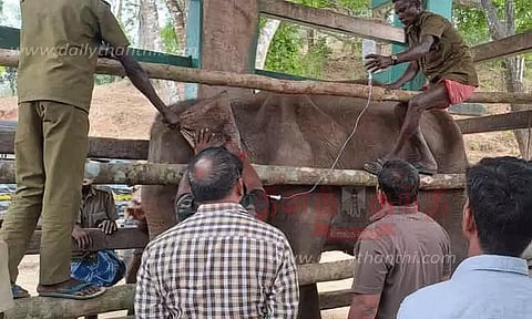 கோவை: வாயில் காயமடைந்த நிலையில் சிகிச்சை அளிக்கப்பட்ட பெண் யானை உயிரிழப்பு..!