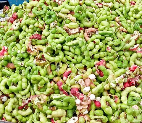 போடியில் சீசன் தொடக்கம்:கொடுக்காய்புளி கிலோ ரூ.300-க்கு விற்பனை