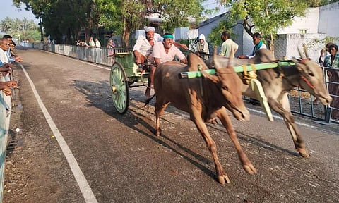 ரேக்ளா பந்தயத்தில் சீறிப்பாய்ந்த காளைகள்
