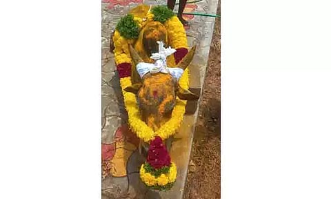 பாம்பு கடித்து ஜல்லிக்கட்டு காளை சாவு