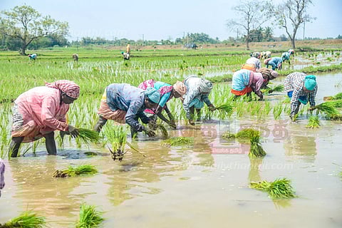 17,250 ஏக்கரில் கோடை நெல் நடவு