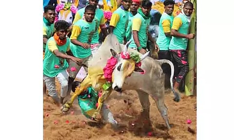 676 காளைகள் சீறிப்பாய்ந்தன