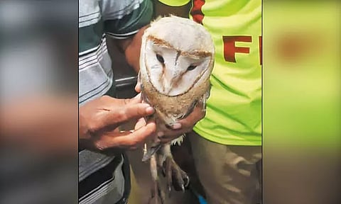 புளியந்தோப்பில் வீட்டுக்குள் புகுந்த ஆஸ்திரேலிய நட்சத்திர ஆந்தை - தீயணைப்பு வீரர்கள் பிடித்து வனத்துறையிடம் ஒப்படைத்தனர்