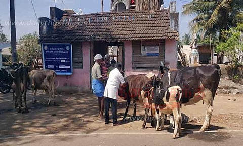 4,718 கால்நடைகளுக்கு கோமாரி நோய் தடுப்பூசி
