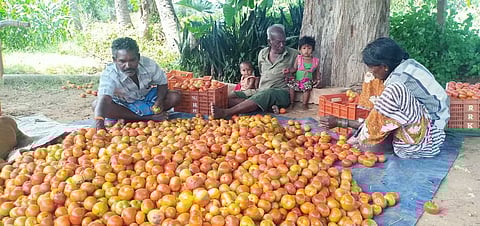 உப்புக்கோட்டையில்தக்காளி விலை வீழ்ச்சி