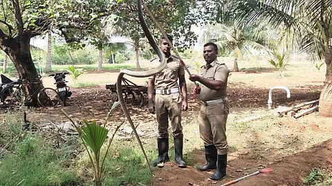 விவசாயி வீட்டுக்குள் புகுந்த பாம்பு