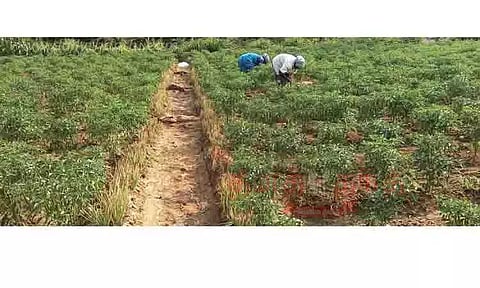 வடகாட்டில் பச்சை மிளகாய் விலை வீழ்ச்சி