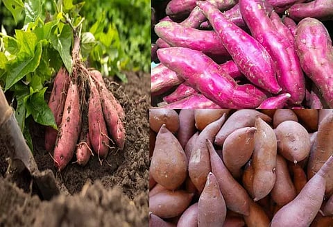 சர்க்கரைவள்ளி கிழங்கின் இனிப்பான தகவல்கள்...!