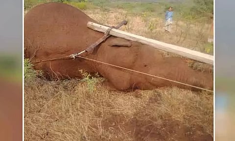 தமிழகத்தில் மின்சாரம் தாக்கி மேலும் ஒரு யானை உயிரிழப்பு