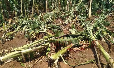 மழையால் வாழைகள் நாசம்