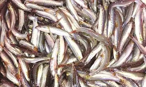 வரத்து குறைவால் அயிரை மீன் விலை உயர்வு