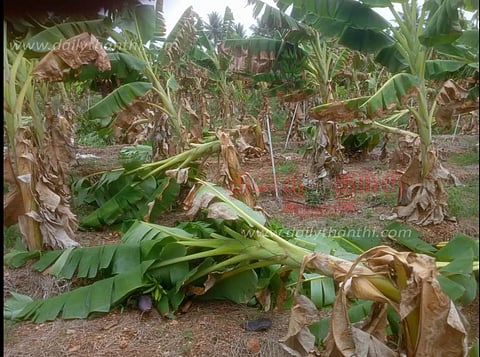 தாளவாடி அருகே சூறாவளிக்காற்றுடன் மழை 300 வாழைகள் முறிந்து விழுந்தன