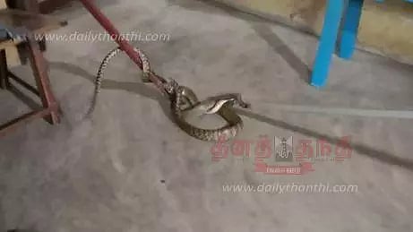 வீட்டுக்குள் புகுந்த சாரைப்பாம்பு