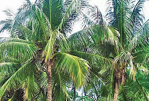 தென்னை மரங்களில்சுருள் வெள்ளை ஈக்களை கட்டுப்படுத்தும் முறைகள்