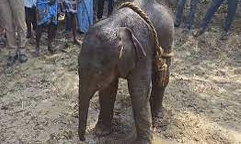 தருமபுரியில் இருந்து தெப்பக்காடு முகாமுக்கு கொண்டுசெல்லப்பட்ட குட்டியானை உயிரிழப்பு !