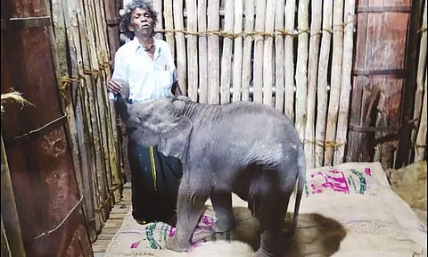 தாயை பிரிந்த நிலையில் மீட்கப்பட்டது: முதுமலையில் குட்டி யானை சாவு