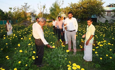 தோட்டக்கலை பயிர்களை கலெக்டர் ஆய்வு