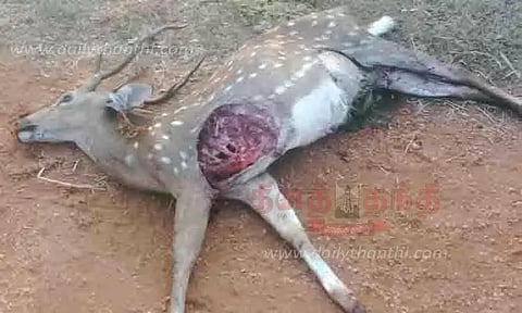 தெருநாய்கள் கடித்து புள்ளிமான் சாவு