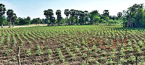 பருத்தி சாகுபடி பணிகளில் விவசாயிகள் தீவிரம்