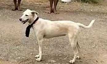 பச்சிளம் குழந்தையை கடித்து குதறி கொன்ற நாய்