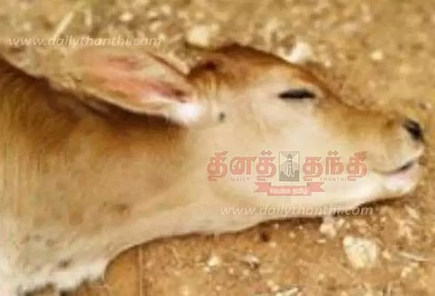 மின்சாரம் பாய்ந்து 4 மாடுகள் சாவு