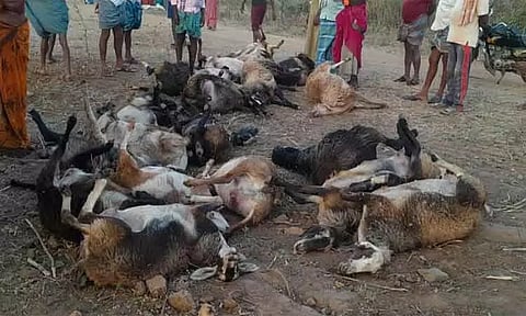 விஷ செடியை தின்று 35 ஆடுகள் செத்தன