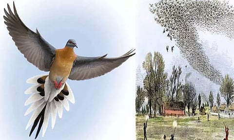 பயணிப்புறா