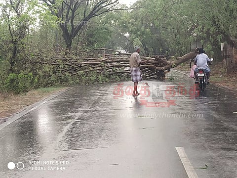 பலத்த காற்று வீசியதால் மரம் முறிந்து விழுந்தது