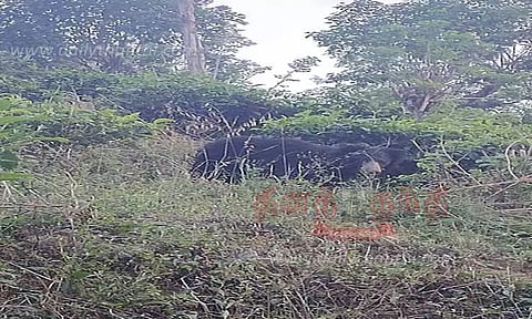 மாஞ்சோலை தேயிலை தோட்ட பகுதியில் கரடி நடமாட்டத்தால் தொழிலாளர்கள் அச்சம்