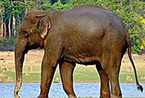 காட்டு யானை தாக்கி தொழிலாளி சாவு