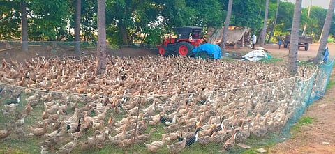 வயல்களில் வாத்து கிடை அமைப்பதில் விவசாயிகள் ஆர்வம்